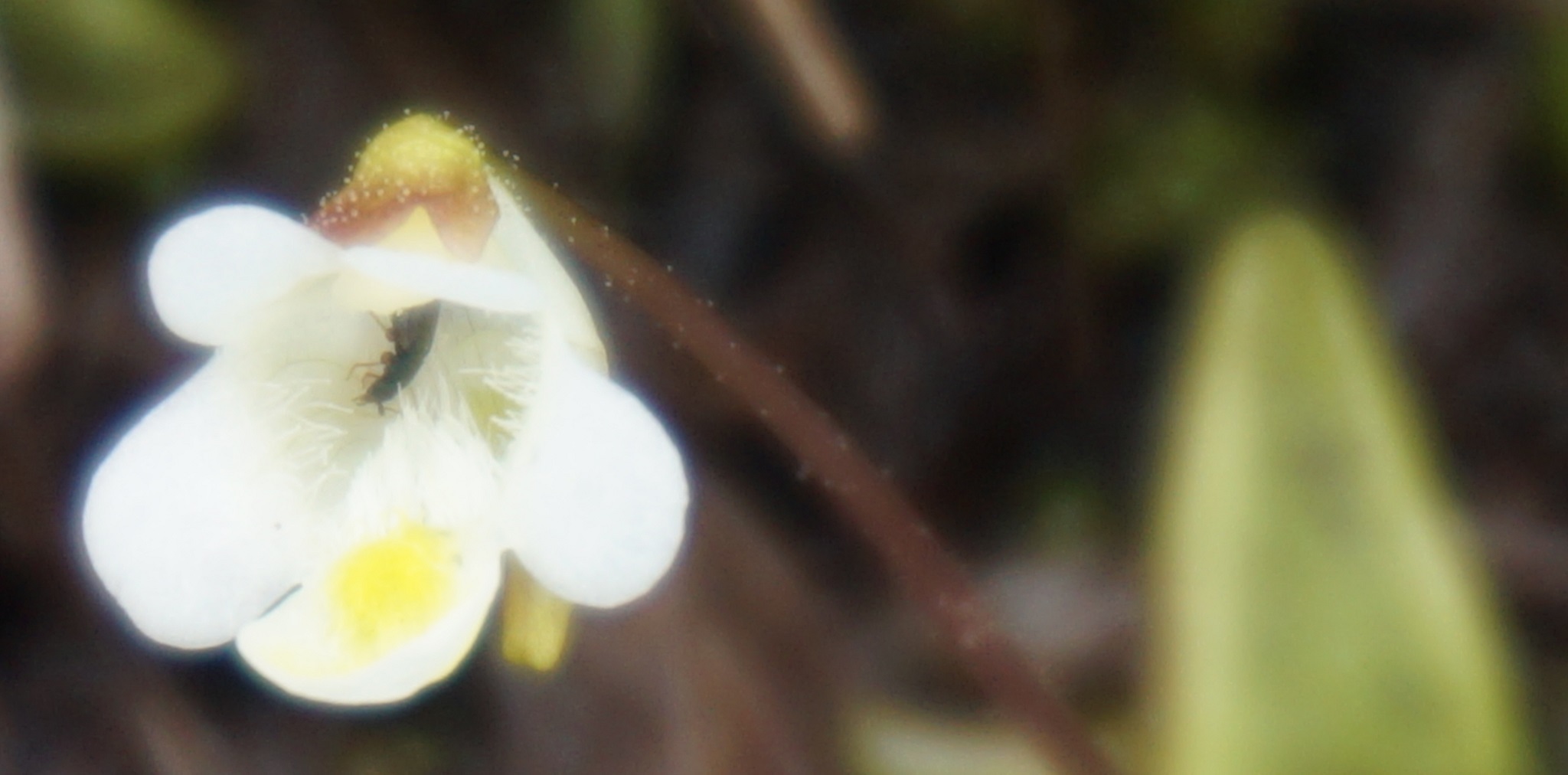 Flower Pinguicula alpina