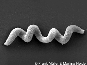 Mikroskopische Aufnahme eines Magnetbakteriums