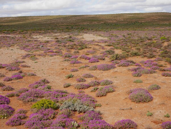 Patchy vegetation in the zonal habitats of the Succulent Karoo