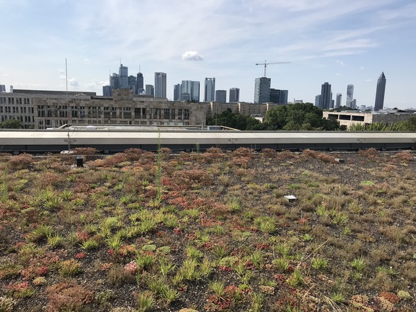 Greened rooftop (Goethe-University Campus Westend) in Frankfurt: new habitats?