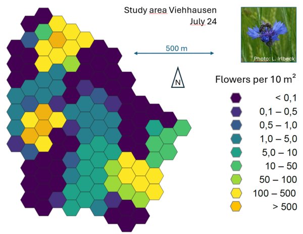Flower density in the agricultural landscape Viehausen July 2024