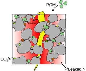 Coupled C and N turnover in a dynamic pore scale model reveal the impact of exudate quality on microbial necromass formation.