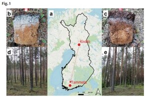 Fate of recently assimilated carbon in the soil–plant system of Vaccinium vitis-idaea and its response to warming in a 2.5-year translocation experiment