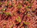 Peat Mosses