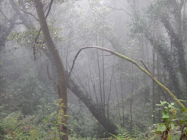 Damp laurel forest with many Multi-Island Endemic plant species (La Palma)