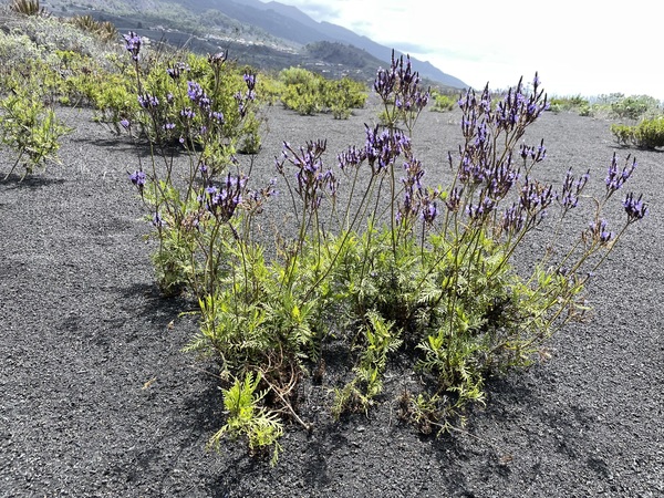 Lavandula canariensis thriving and flowering after volcanic ash deposition close to the Tajogaite volcano, La Palma.