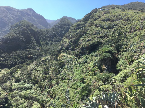 Functionally diverse flora on the north coast of La Palma, Canary Islands