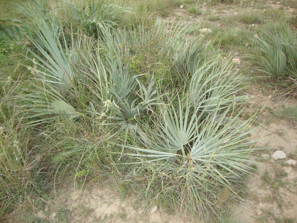 Nannorrhops ritchieana in the historical Kurram valley of Southern  Pakistan (Photo, by Abdullah First Author)