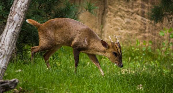 Male Muntiacus reevesi, © Jeffrey Hamilton | Unsplash