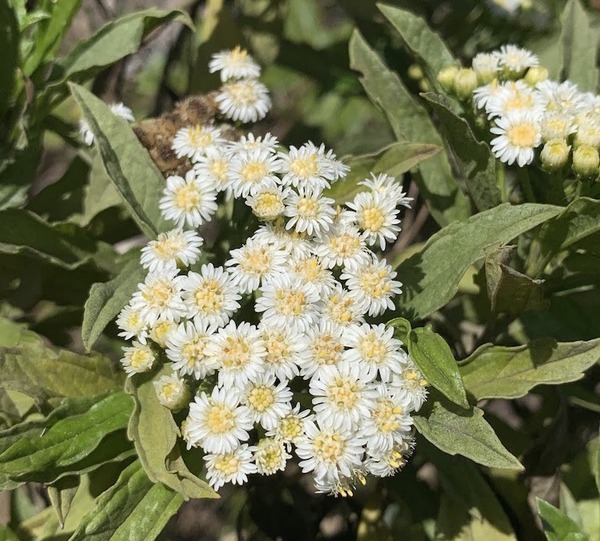 Psiadia dentata Renunion Island