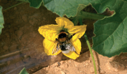 Ingolf Steffan-Dewenter