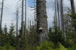 Wald mit Totholz