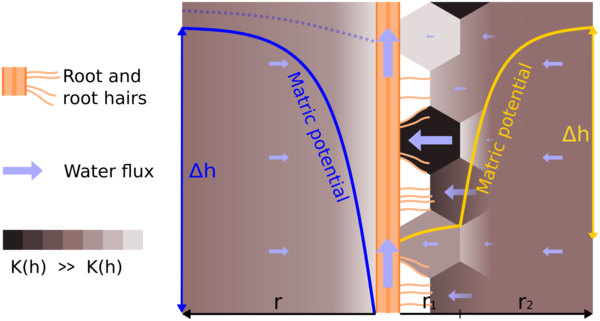 Fig. 1: The emerging relation between water flow and potential gradient under drying conditions conceptualized for a standard root water uptake model (blue) and the newly proposed model with two radial domains (yellow). In the two-domains model root water uptake is controlled by the most conductive zones proximal to the root and the fraction of the root surface that is in contact with these zones.