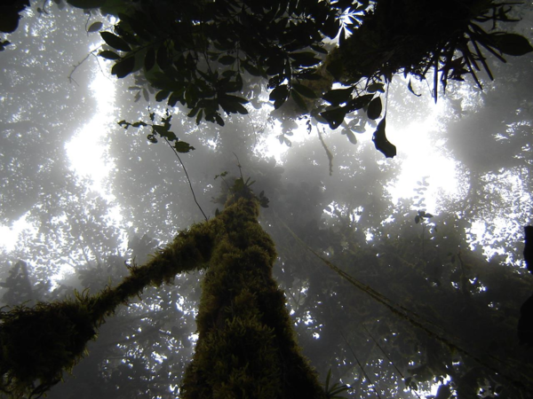 Sunny day in Los Cedros forest