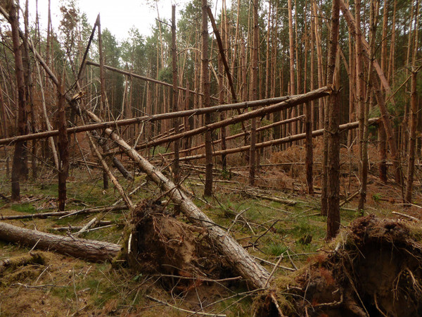 Damaged pine trees after storm Xavier (2017) in Brandenburg. Photo: M. Natkhin.