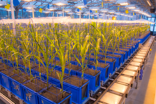 Moving fields phenotyping facility of the Bavarian State Research Center for Agriculture (by the courtesy of N. Tyborski)