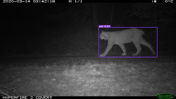 Automated classification of Eurasien Lynx (Lynx lynx) on a camera trap image.