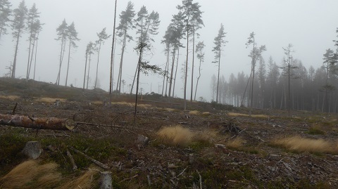 ForestConversion
