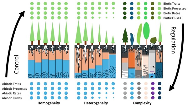 Functional concept for the geodiversity/ biodiversity nexus as an interplay of traits, processes, rates, and fluxes. 