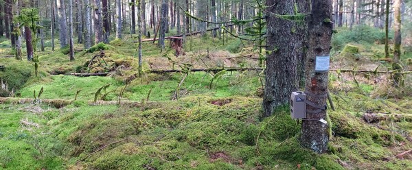 Camera trap