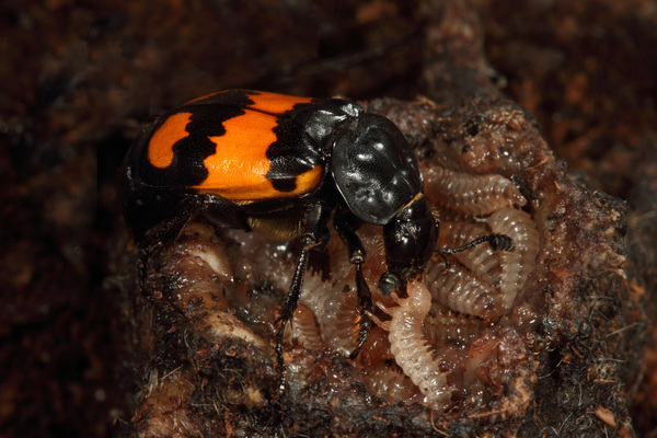 Nicrophorus vespilloides female in the act of feeding her larvae on the prepared mouse carcass, which serves as their food resource and nursery during the time of parental care. Image is used with permission by Heiko Bellmann. 
