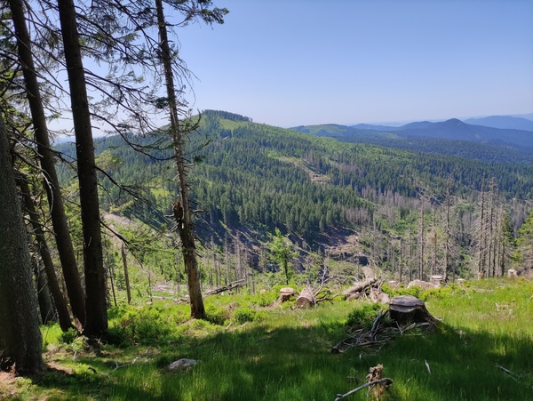 High recent adult tree mortality challenges us to understand natural forest regeneration urgently. Shown is the west side of the Mt. Gro&szlig;er Arber with the Mt. Kleiner Arber in the background.