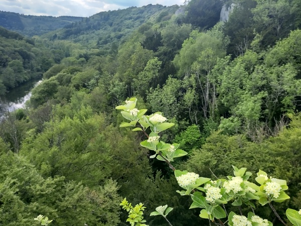Triploid, apomictic Sorbi endemic to boulder-rich, calcerous sites throughout Europe may act as genetical reservoirs for adaptive variation while growing at and beyond the parental niches.