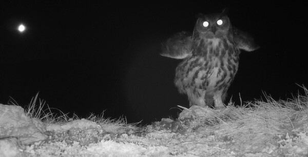 Eagle owl on camera trap