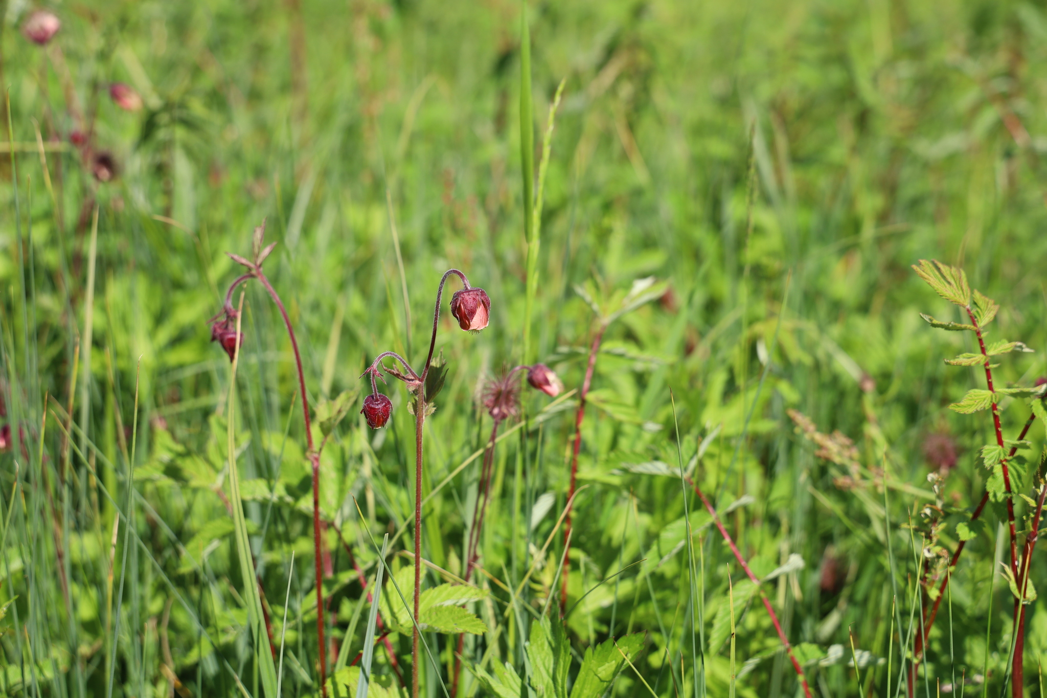 Geum rivale_Lisa Silbernagl